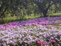 -莱阳濯村樱花园
