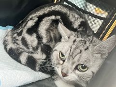 -纳吉亚猫专科动物诊疗中心(蒋宅口分院)