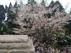 -武汉大学-樱园