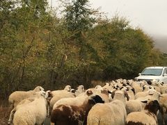 -塞罕坝国家级自然保护区