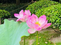 -陈家山荷花公园
