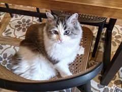 -猫猫幼稚园·撸猫·桌游·电玩