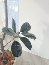 -HEYAN荷妍专业脱毛连锁机构