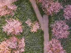 -武汉大学-樱园