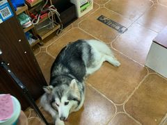 -李小姐の猫咖啡馆(五角场店)