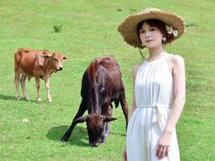 -大姆山草场