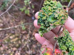 -楠溪江风景名胜区