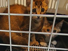 -宠颐生猫科·内科皮肤科(西平世纪城店)