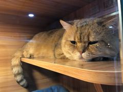 -喵百万·布偶·蓝金金渐层英短·猫舍(百子湾店)