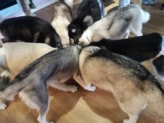 -Husky Go! 哈士奇体验馆·宠物咖啡厅狗咖