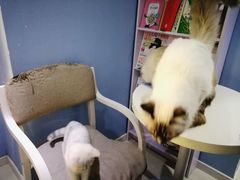 -喵的天空名猫咖啡馆·撸猫·猫舍·用品