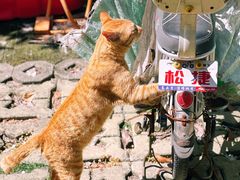 -喜柿咖啡SeeS coffee