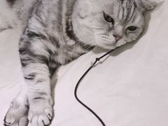 -喵的天空名猫咖啡馆·撸猫·猫舍·用品