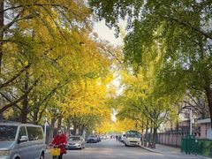 -三里屯东五街银杏大道
