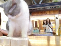 -more than meow吴止猫主题餐厅(承德 中船汇店)