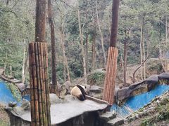 -中国大熊猫保护研究中心雅安碧峰峡基地