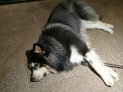 -more than meow吴止猫主题餐厅(承德 中船汇店)