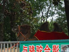 -合肥野生动物园