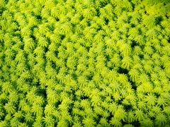 -南山植物园