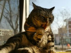 -平行世界·猫咖(首经贸店)