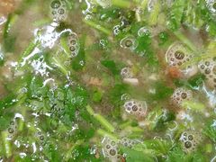 -吴记老店全牛汤