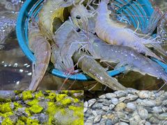 -聚盛源蒸汽海鲜火锅烤肉自助(巨川金海岸购物广场店)