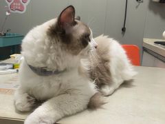 -伟伟宠物医院·瑞派猫友好医院·猫科(光谷店)