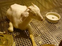 -上海大自然野生昆虫馆