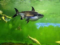 -太平洋海底世界