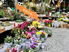-曲阳花鸟市场(曲阳路店)