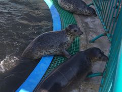 -北戴河圣蓝海洋公园