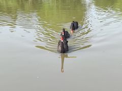 -鹅湖玫瑰文化园