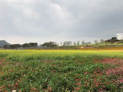 -光明小镇欢乐田园
