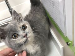 -瑞鹏宠物医院·超声·骨科·奇麟分院(蜀都万达店)