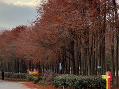 -上海海湾国家森林公园