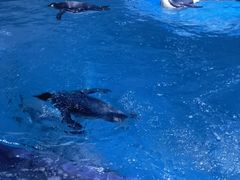 -上海海昌海洋公园