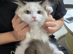 -lincat·猫舍(广州店)
