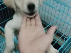 -翊宠yipet猫狗购宠庄园犬舍•猫舍