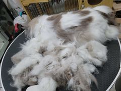 -四月宠物医院·猫专科·心脏专科·内科(转塘店)