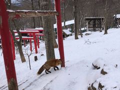 -宫城藏王狐狸村