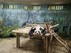 -深圳野生动物园