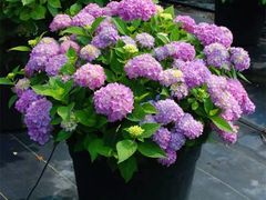 -双城乡铁锅炖羊肉(莱安逸境店)