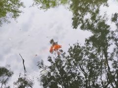 -杭州植物园