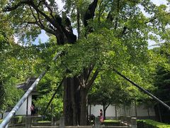 -上海佘山国家森林公园天马山园