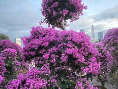 -莲花山公园