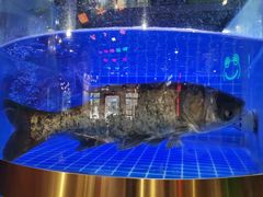 -蛙一刀·麻椒鱼火锅(金仙桥店)