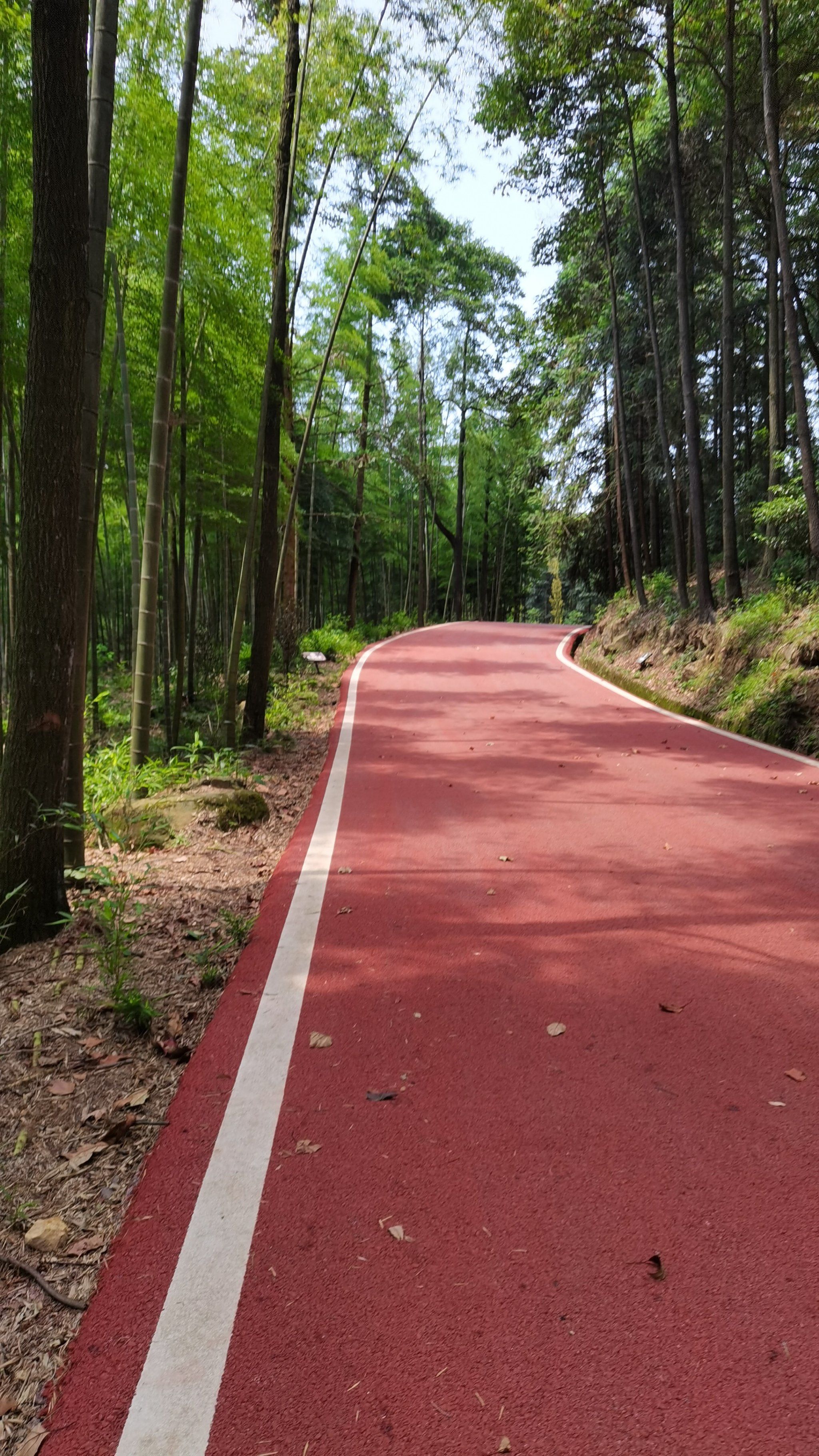 森林漫步道