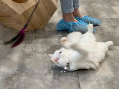 -楼上猫咖(罗湖店)