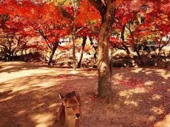-奈良公园