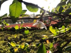 -白塘生态植物园